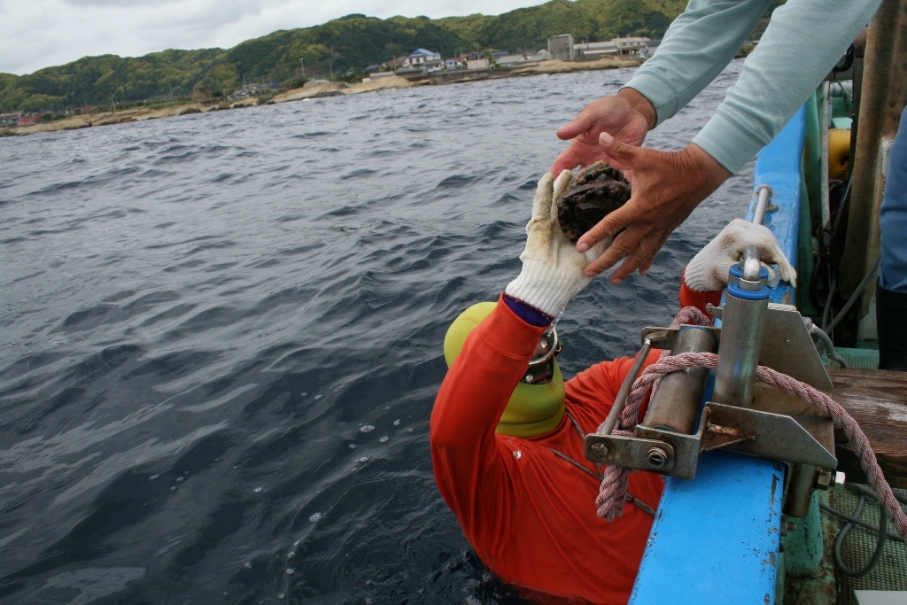 アワビなどを採る海女漁