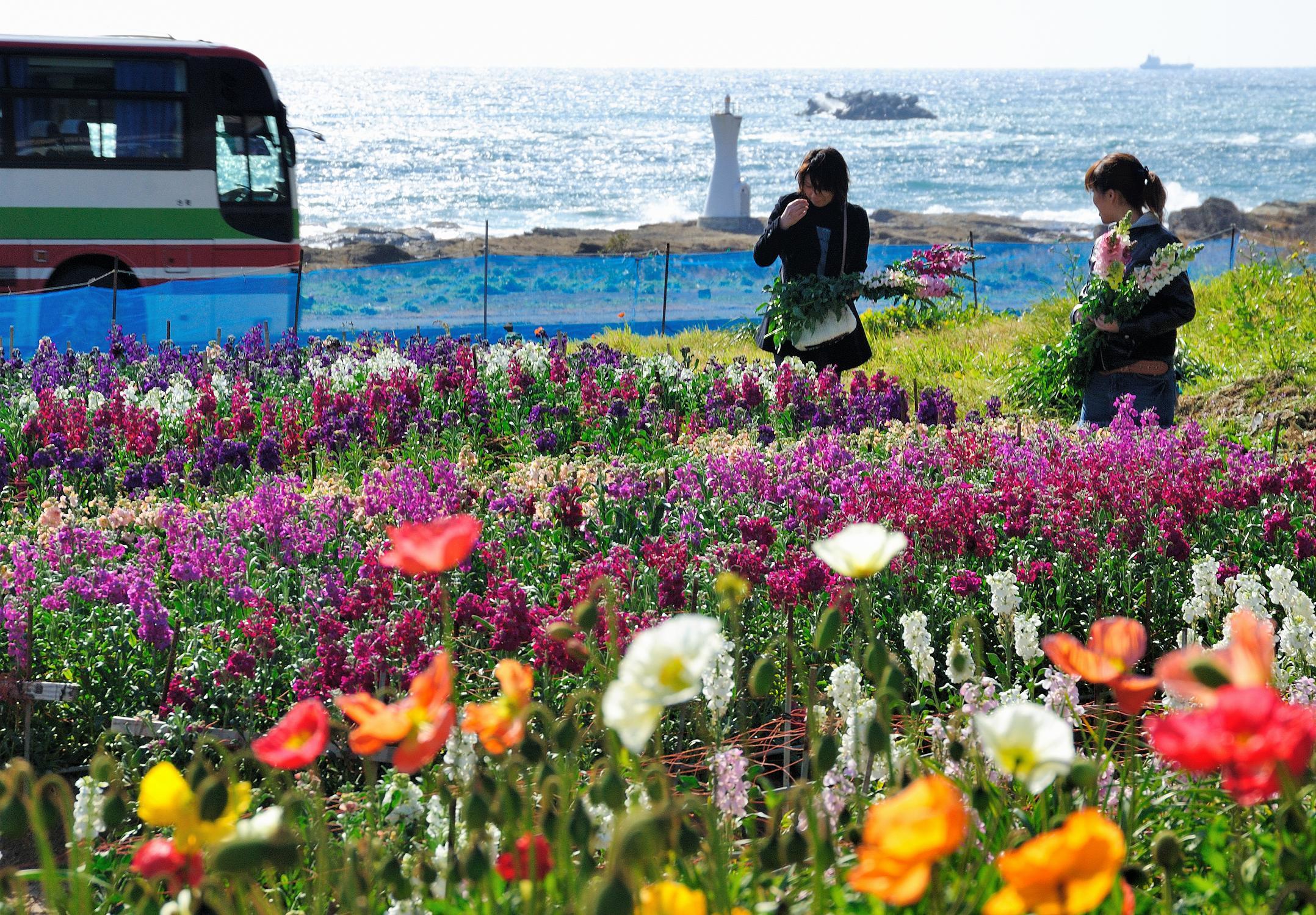 白間津の花畑