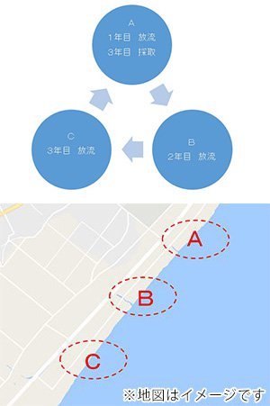 あわびをより大きく育てるため、一部の港では4年の臨採方式を取り入れ始めています。