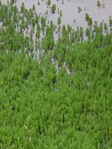 水田に繁茂するオオフサモ