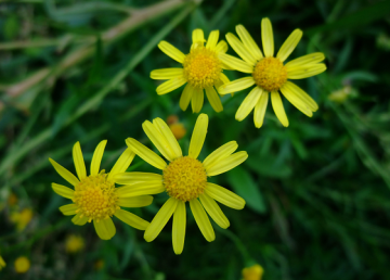 ナルトサワギクの花
