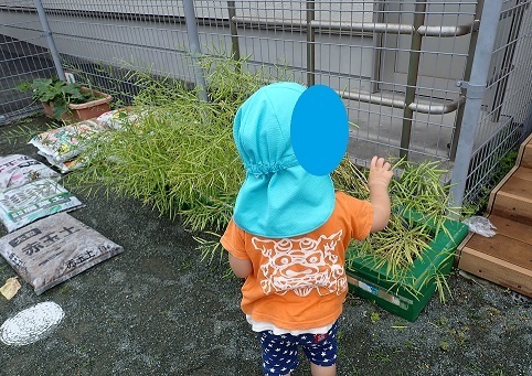 のらぼう菜