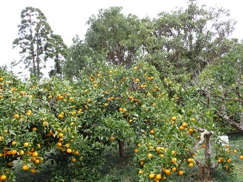 みかんの木