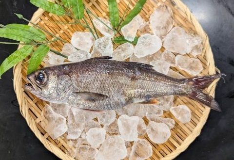 今回認定された布良瀬一本釣くろむつ