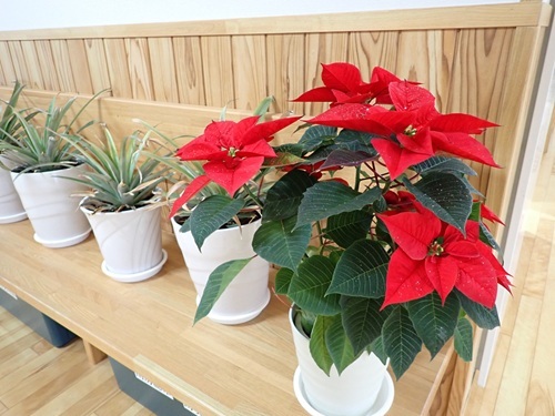 ポインセチア